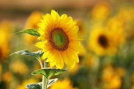 Obraz na płótnie roślina słonecznik lato kwiat