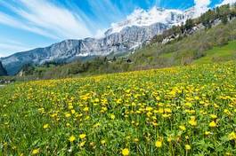 Naklejka góra wzgórze kwiat