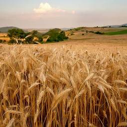 Fototapeta rolnictwo roślina pszenica krajobraz