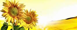 Obraz na płótnie wiejski słonecznik kwiat