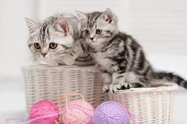 Plakat dwa kotki w koszyku i kolorowe kłębki przędzy