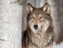 Obraz na płótnie szary wilk