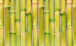 Naklejka dżungla słoma natura azja bambus