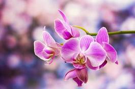 Plakat orhidea bukiet storczyk tropikalny
