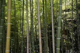 Fotoroleta bambus japonia drewno zielony gaj
