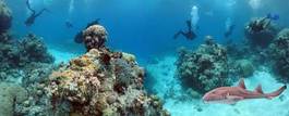 Naklejka koral ryba tropikalny
