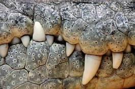 Fotoroleta usta gad aligator zwierzę