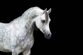 Naklejka zwierzę ssak portret koń