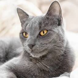 Fotoroleta kot twarz oko zwierzę ładny