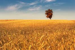Plakat natura piękny niebo pszenica rolnictwo