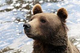 Fototapeta ssak woda słońce niedźwiedź zwierzę