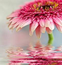 Fotoroleta woda przystojny kwitnący roślina