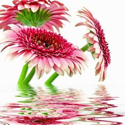 Fotoroleta roślina kwiat przystojny bukiet
