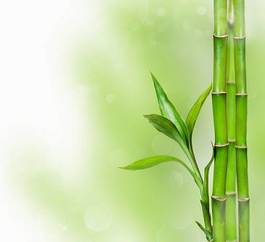 Obraz na płótnie tropikalny dżungla drzewa azja bambus