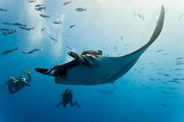 Plakat morze meksyk zwierzę podwodne woda