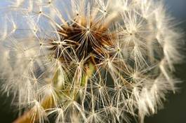 Naklejka trawa natura lato pyłek