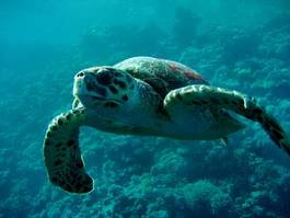 Plakat morze morze czerwone żółw gad podwodne