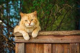 Fotoroleta rudy kot siedzący na płocie