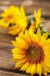 Plakat słonecznik natura kwiat roślina płatki