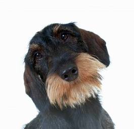 Fototapeta zwierzę portret pies szczenię