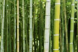 Naklejka bambus tropikalny las japonia roślina