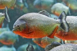 Fototapeta ryba woda zwierzę gatunków pływać