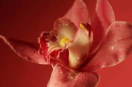 Naklejka storczyk kwiat roślina egzotyczny azja