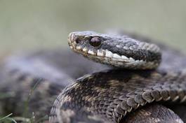 Obraz na płótnie natura gad wąż żmija dzikość