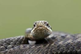 Naklejka natura gad wąż brytyjski