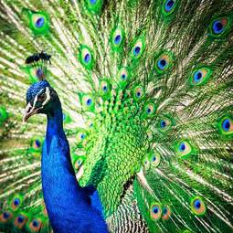 Fotoroleta ptak mężczyzna indyjski witalność piękny