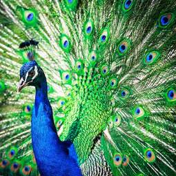 Naklejka oko tropikalny ptak wzór mężczyzna