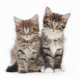 Plakat portret dwóch małych kociaków