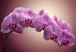 Fotoroleta piękny kwiat bukiet