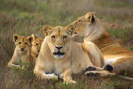 Obraz na płótnie zwierzę lew afryka