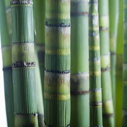 Fotoroleta bambus roślina drzewa rosnąć zielony