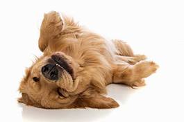Fototapeta ładny zwierzę pies puszek szczęśliwy