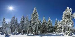 Obraz na płótnie niebo śnieg drzewa pole park