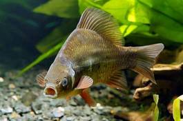 Fotoroleta zwierzę ryba zdrowy usta