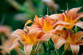 Fotoroleta natura piękny kwiat roślina