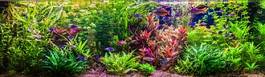 Fotoroleta woda pejzaż roślina podwodne ogród