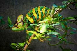 Naklejka tropikalny płaz kameleon dzikie zwierzę