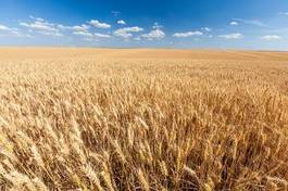 Fotoroleta świeży trawa wieś pszenica