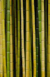 Naklejka roślinność roślina bambus tekstura żółty