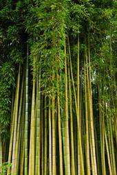 Obraz na płótnie bambus żółty trzcina cukrowa