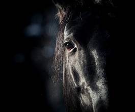 Naklejka natura zwierzę oko koń spokojny