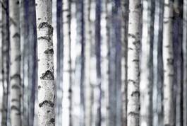 Plakat drzewa natura wzór las brzoza