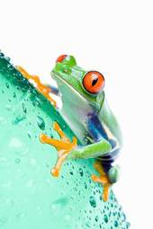 Fototapeta natura zwierzę woda płaz żaba