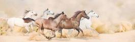 Fototapeta arabian koń rasowy mustang zwierzę