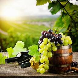 Plakat rolnictwo napój vintage winorośl jesień
