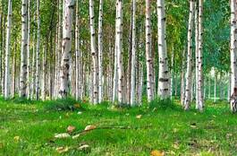 Fotoroleta bezdroża natura drzewa las